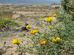 Lotus sessilifolius - Tenerife Bird´s-foot-trefoil - Teneriffakäringtand