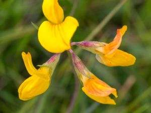 Lotus tenuis - Narrow-leaved Bird's-foot-trefoil - Smal käringtand