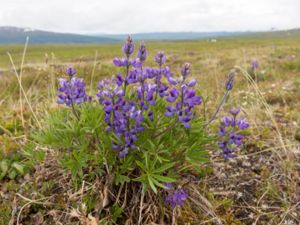 Lupinus arcticus - Arctic Lupine - Aktisk lupin