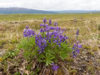 Lupinus arcticus Milepost 13, Denali Highway, Alaska, USA 20140627_0393
