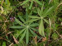 Lupinus nootkatensis × polyphyllus Holmastigen Stadiongatan, Malmö, Skåne, Sweden 20230711_0069