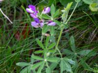 Lupinus nootkatensis Holmastigen Ärtholmsvägen, Malmö, Skåne, Sweden 20191010_0037