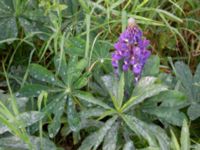 Lupinus polyphyllos Östervärn, Malmö, Skåne, Sweden 20181020_0070