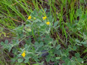 Medicago falcata - Yellow Lucerne - Gullucern