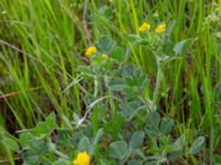 Medicago falcata David Gareji Monastery, Kakheti, Georgia 20180429_2966