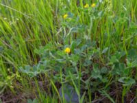 Medicago falcata David Gareji Monastery, Kakheti, Georgia 20180429_2967