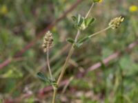 Medicago minima Nybrofältet, Stora Köpinge, Ystad, Skåne, Sweden 20160703_0129