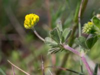 Medicago minima Nybrofältet, Stora Köpinge, Ystad, Skåne, Sweden 20160703_0131