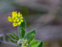 Medicago minima Nybrofältet, Stora Köpinge, Ystad, Skåne, Sweden 20160703_0132