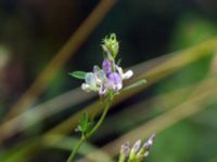 Medicago sativa Terekudden, Bunkeflo strandängar, Malmö, Skåne, Sweden 20050716 015