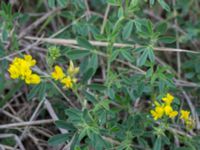 Medicago sativa ssp. falcata Lernacken, Malmö, Skåne, Sweden 20150815_0077