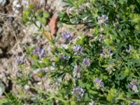 Medicago sativa ssp. sativa Grodreservatet, Norra hamnen, Malmö, Skåne, Sweden 20160612_0070