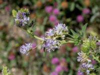 Medicago sativa ssp. sativa Grodreservatet, Norra hamnen, Malmö, Skåne, Sweden 20160612_0071