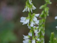 Melilotus albus Lokstallarna, Malmö, Skåne, Sweden 20160625_0005