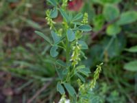 Melilotus albus Lokstallarna, Malmö, Skåne, Sweden 20160625_0006