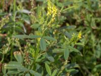 Melilotus dentatus Barsebäckshamn, Kävlinge, Skåne, Sweden 20150728_0015