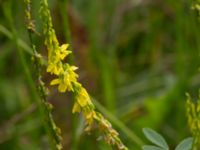 Melilotus officinalis 150 m OSO Bäckholmen, Simrishamn, Skåne, Sweden 20170730_0124