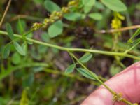 Melilotus officinalis 150 m OSO Bäckholmen, Simrishamn, Skåne, Sweden 20170730_0126