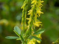 Melilotus officinalis 150 m OSO Bäckholmen, Simrishamn, Skåne, Sweden 20170730_0132