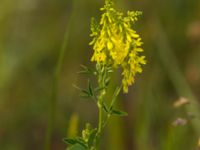 Melilotus officinalis Silvåkratornet, Krankesjön, Malmö, Skåne, Sweden 20120615 217