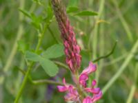 Onobrychis viciifolia Ladugårdsmarken, Lund, Skåne, Sweden 20190602_0290