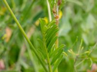 Onobrychis viciifolia Ladugårdsmarken, Lund, Skåne, Sweden 20190602_0291