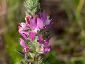 Ononis spinosa - Common Restharrow - Busktörne