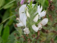 Ononis spinosa ssp. hircina Kungsmarken, Lund, Skåne, Sweden 20170717_0077