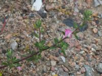 Ononis spinosa ssp. maritima Elbegatan, Malmö, Skåne, Sweden 20150614_0060