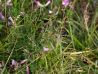 Ononis spinosa ssp. spinosa Eskiltorps ängar, Vellinge, Skåne, Sweden 20150803_0011