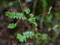 Ornithopus perpusillus Konstgjord fuktyta Stjärneholmsvägen, Hässleholm, Skåne, Sweden 20190927_0031