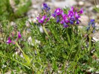 Oxytropis borealis Council road-Safety Sound, Nome, Alaska, USA 20140621_0463