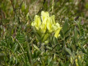 Oxytropis campestris - Yellow Oxytropis - Fältvedel