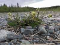 Oxytropis maydelliana Denali Highway Cabbins, Alaska, USA 20140627_0390
