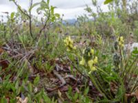 Oxytropis maydelliana Denali Highway, Alaska, USA 20140626_0222