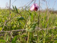 Pisum sativum ssp. elatius Chalaubani, Kakheti, Georgia 20180426_3312