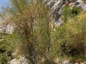 Spartium junceum - Spanish Broom - Spanskginst