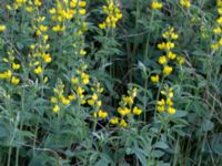 Thermopsis montana Södra infarten, Färjestaden, Mörbylånga, Öland, Sweden 20170526_0211