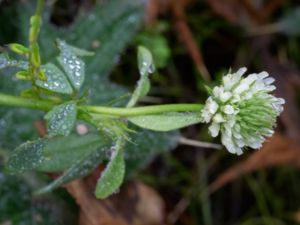 Trifolium alexandrinum - Egyptian Clover - Alexandrinerklöver