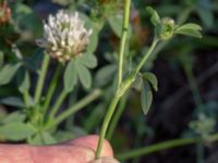 Trifolium alexandrinum Botaniska trädgården, Lund, Skåne, Sweden 20180816_0038