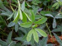 Trifolium alexandrinum Rivningstomt Kämnärsvägen, Lund, Skåne, Sweden 20231021_0118