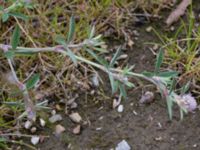 Trifolium arvense Brotorget, Lund, Skåne, Sweden 20150620_0013