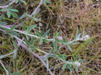 Trifolium arvense Brotorget, Lund, Skåne, Sweden 20150620_0014
