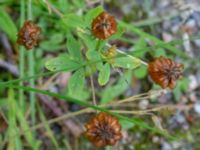 Trifolium aureum Sörrödsvägen 500 m NV Sörröd, Höör, Skåne, Sweden 20230916_0008