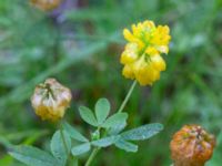 Trifolium aureum Sörrödsvägen 500 m NV Sörröd, Höör, Skåne, Sweden 20230916_0014