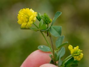 Trifolium campestre - Hop Trefoil - Jordklöver