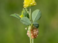 Trifolium campestre Ridhuset, Klagshamns udde, Malmö, Skåne, Sweden 20200531_0030