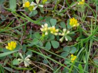 Trifolium dubium Fårhagen, Bunkeflo strandängar, Malmö, Skåne, Sweden 20240527_0010