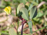 Trifolium dubium Skanörs ljung, Falsterbohalvön, Vellinge, Skåne, Sweden 20200530_0048