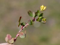 Trifolium dubium Skanörs ljung, Falsterbohalvön, Vellinge, Skåne, Sweden 20200530_0074